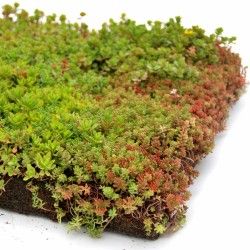 Place 'n go Sedumtray